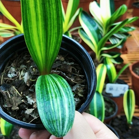 【闪购商品】李*阳