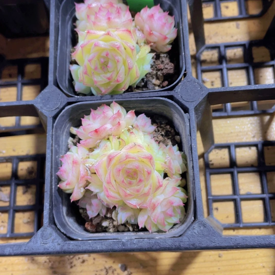 39号 睫毛潘多拉女王精品一颗