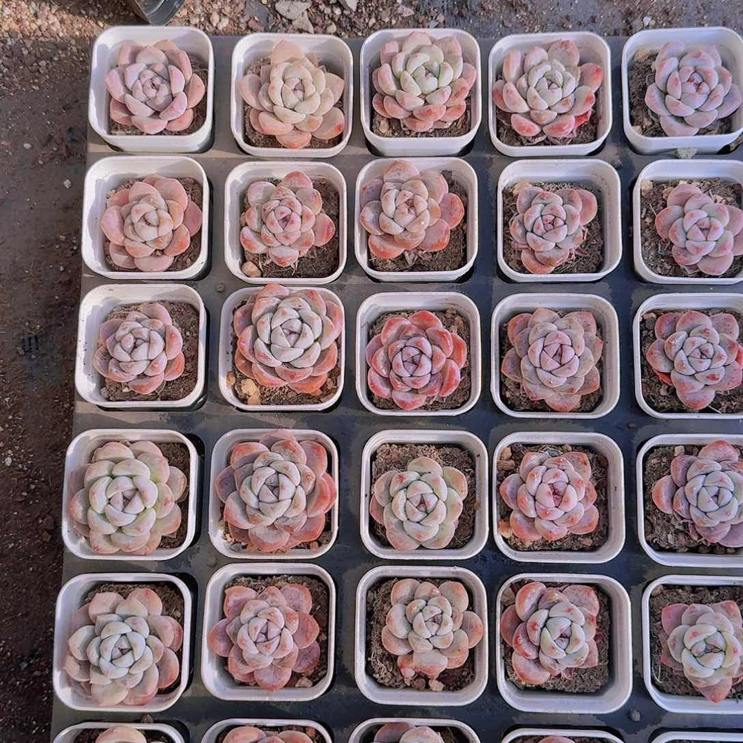 白泽带盆土10颗一组