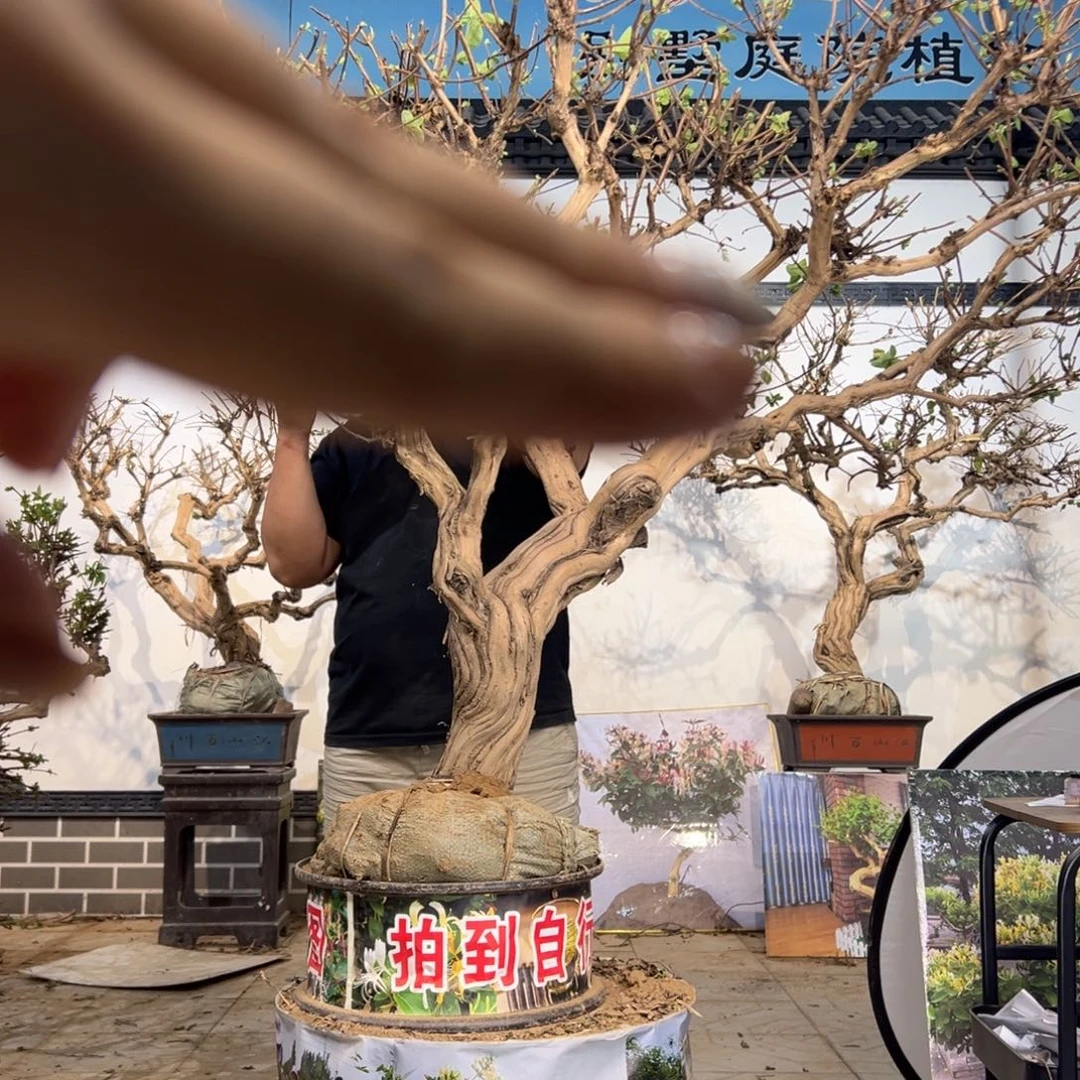 无花朵金银花开花58844588885