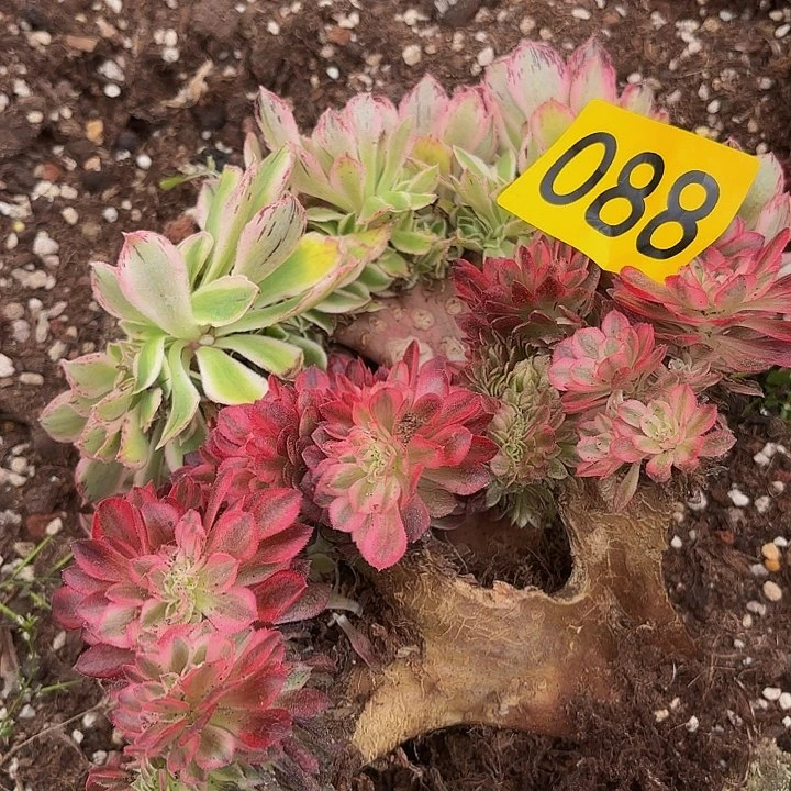 为**醉多肉植物福利088