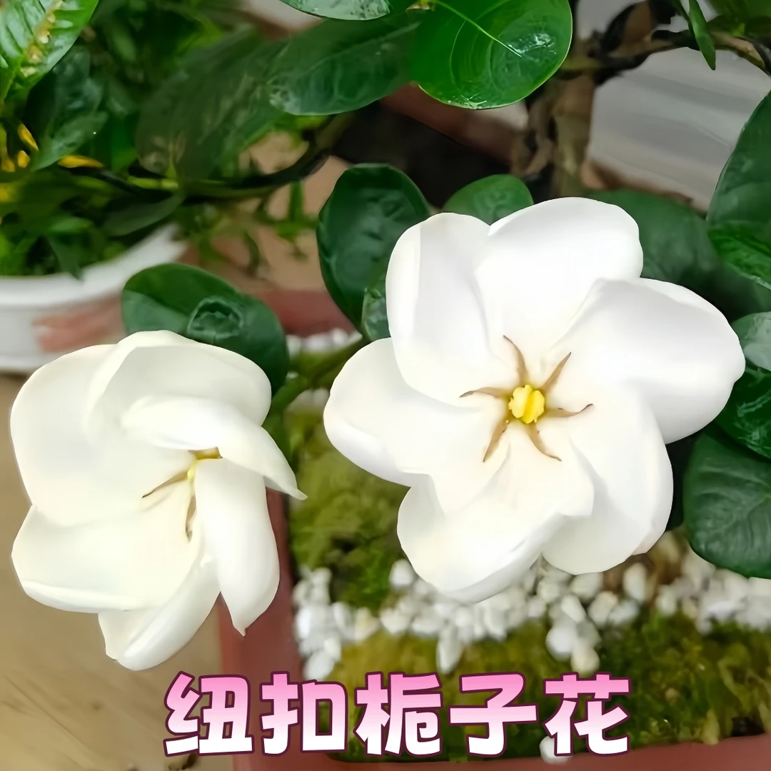 【纽扣】栀子花贵货品种小叶栀子花浓香耐热绿植花卉室内外植物
