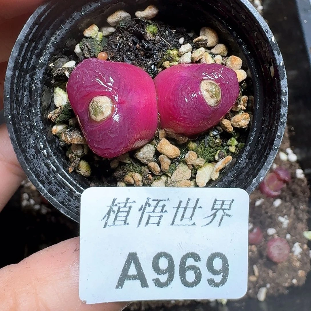 969号多肉植物哇f vv