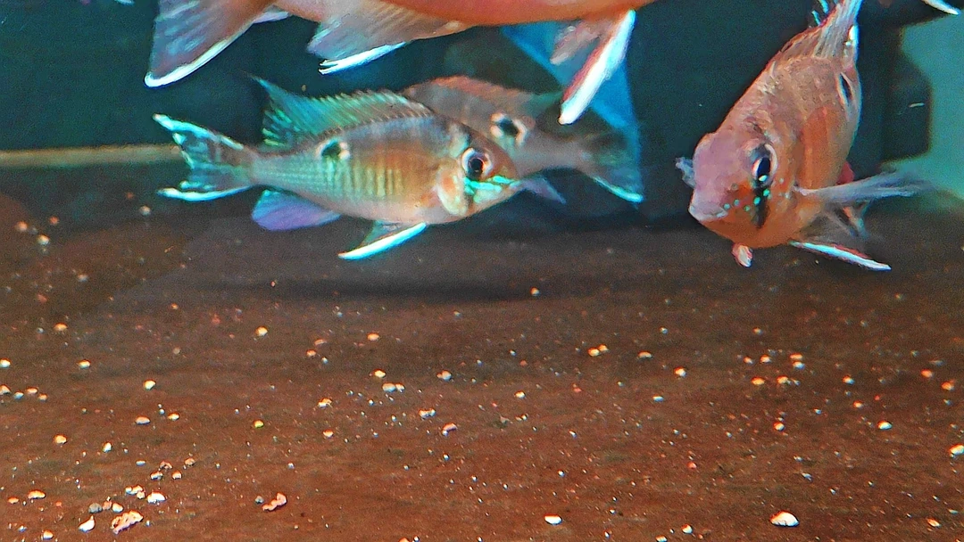 慈鲷鱼 圣塔伦月亮宝石 玻利维亚凤凰