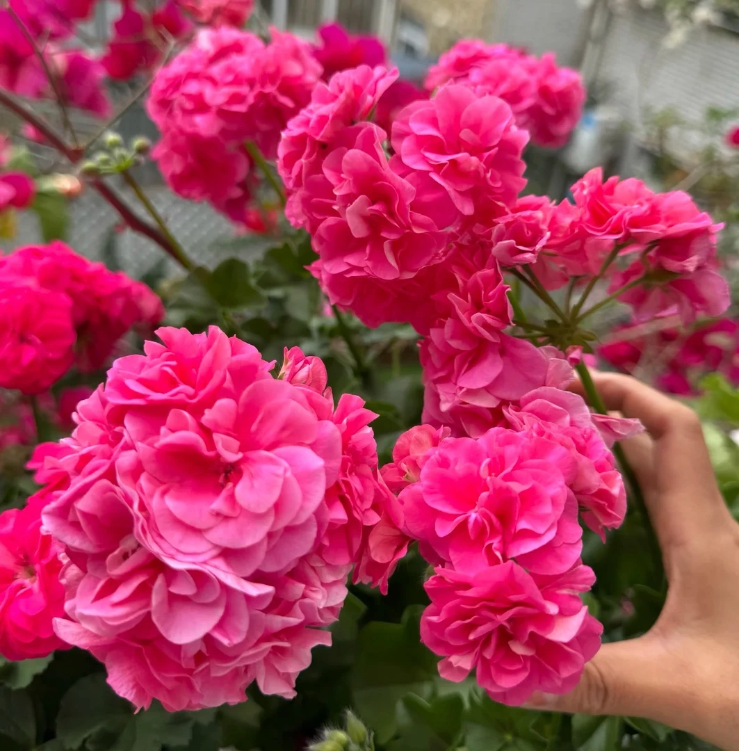 垂钓粉女巫——重瓣中苗发货带花苞