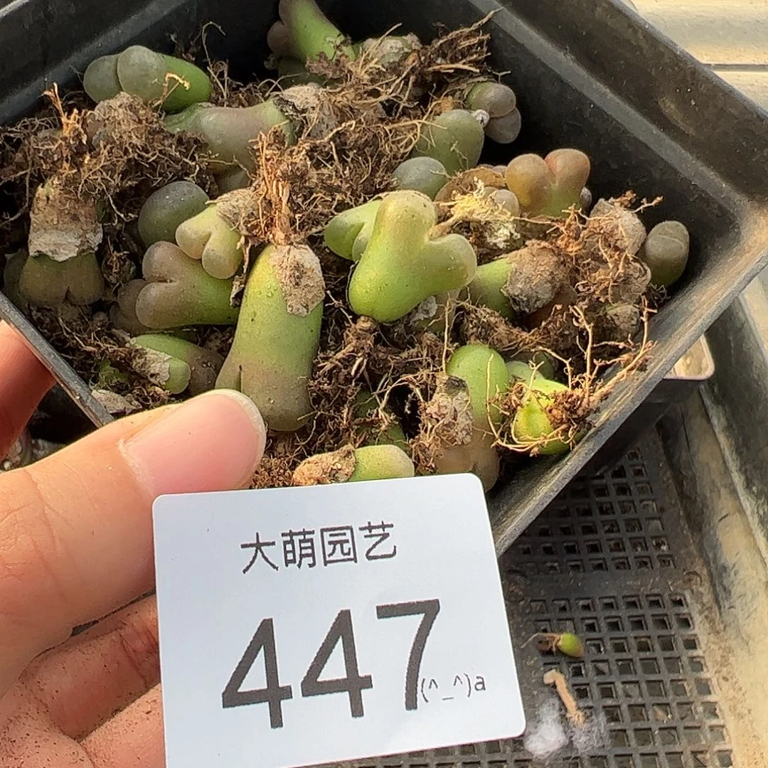 一物一拍      无售后     447