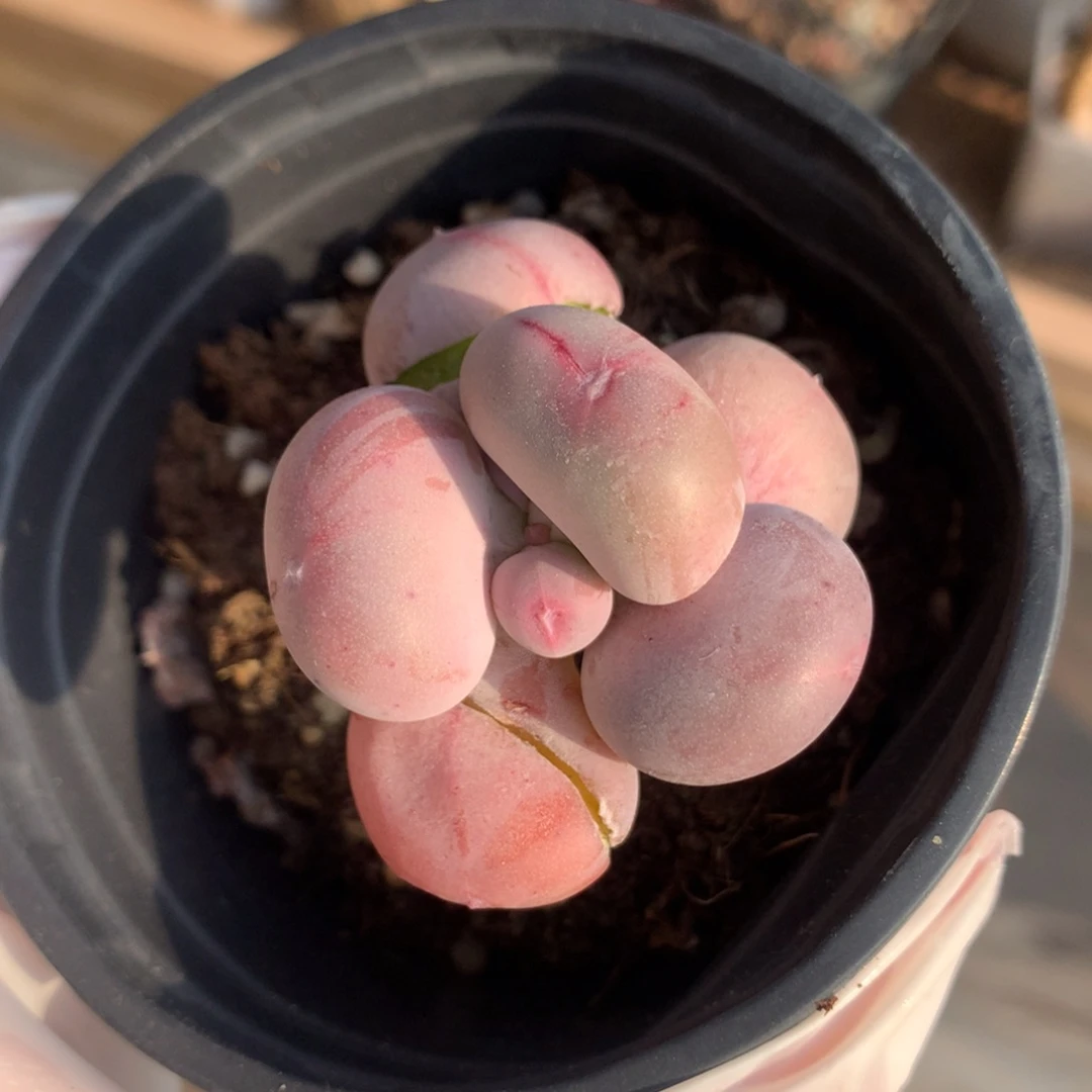 瑕疵特价无售后。小屁桃