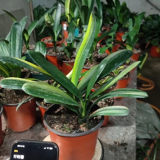 知***否无花朵精品彩兰君子兰