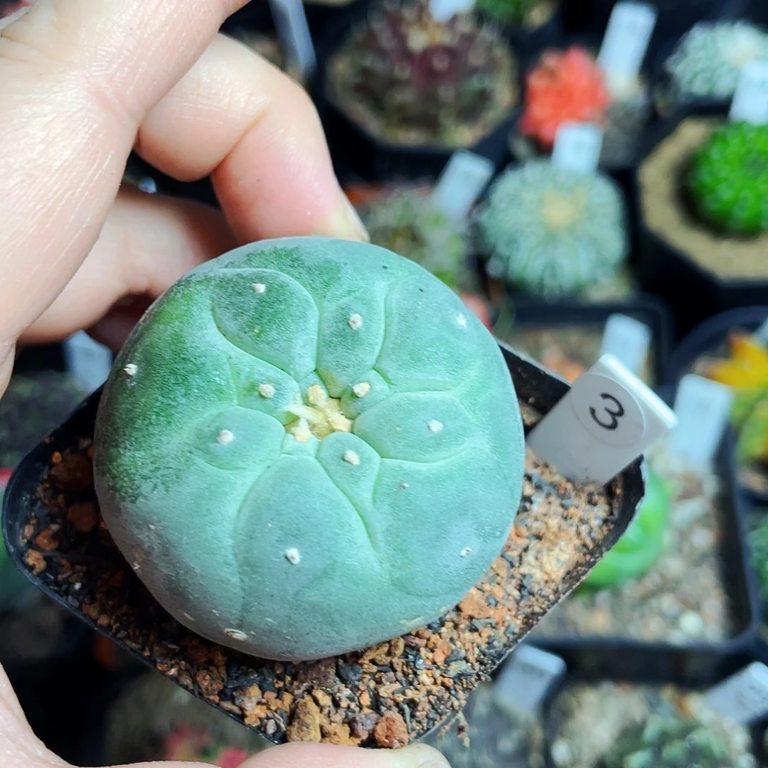 非偏远地区满25包邮仙人球裸根