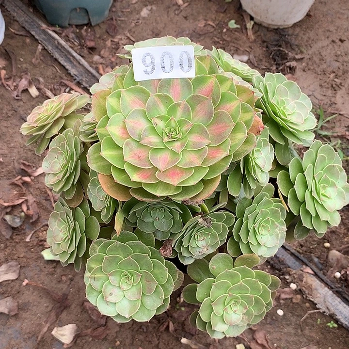多肉植物倾城中斑阴阳900