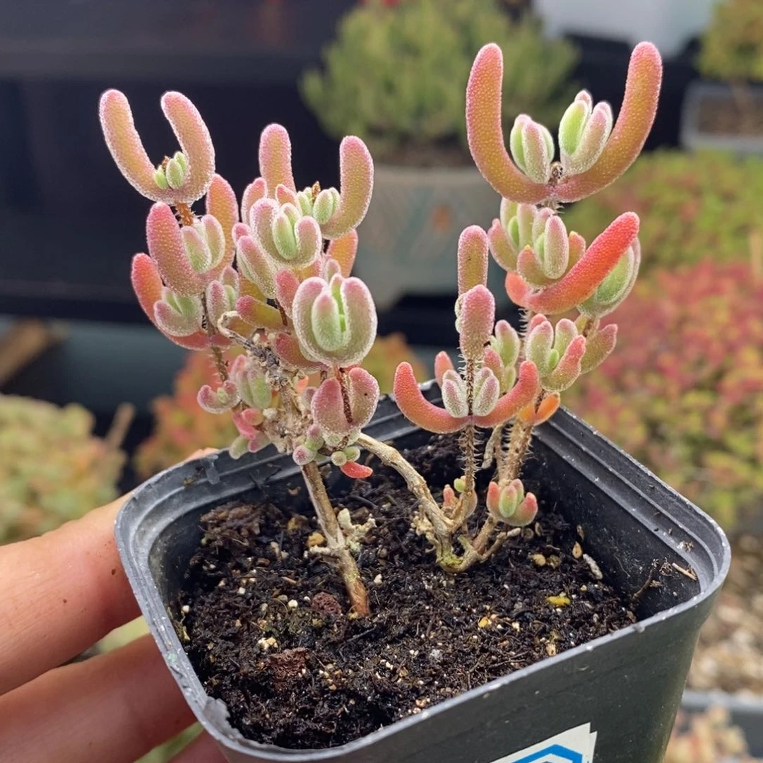 923号实生红叶枝干多肉