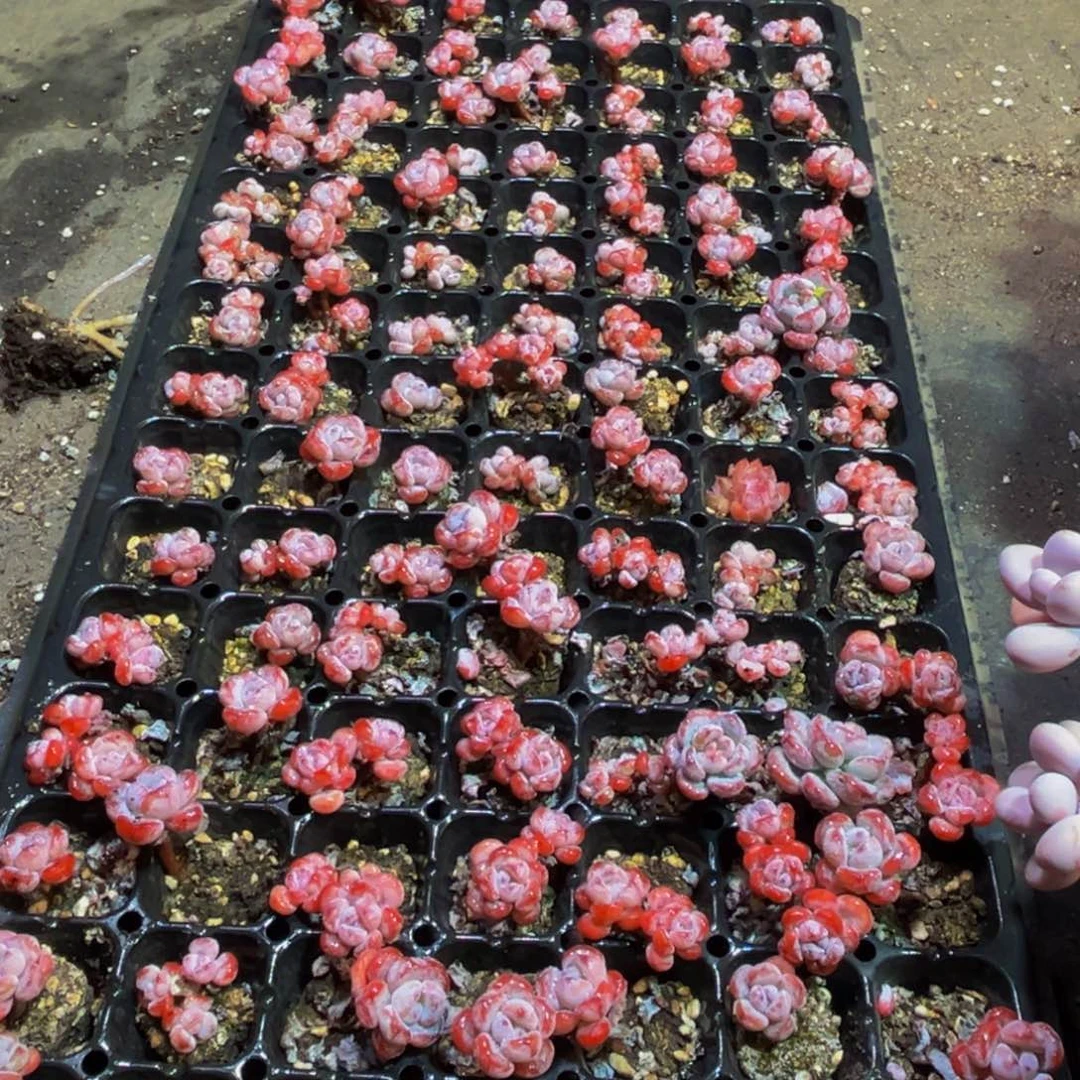 婷***869的人都在看我微信