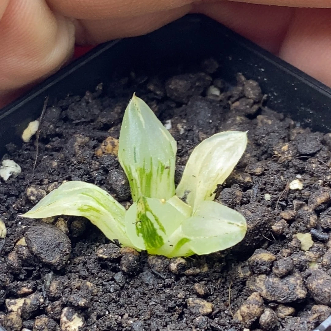 极上斑冰玉鸾锦一物一拍次新叶老伤焦尖