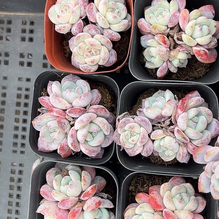 挖心梦露群3头到手2颗量拍多肉满18元包邮