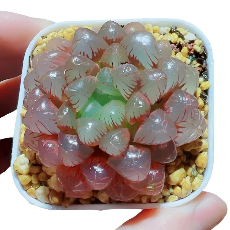 红丝玉露   粉姬玉露【满16包邮】