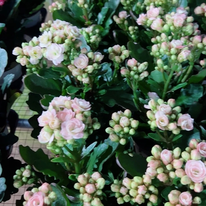 奶油慕斯长寿花一颗100口径
