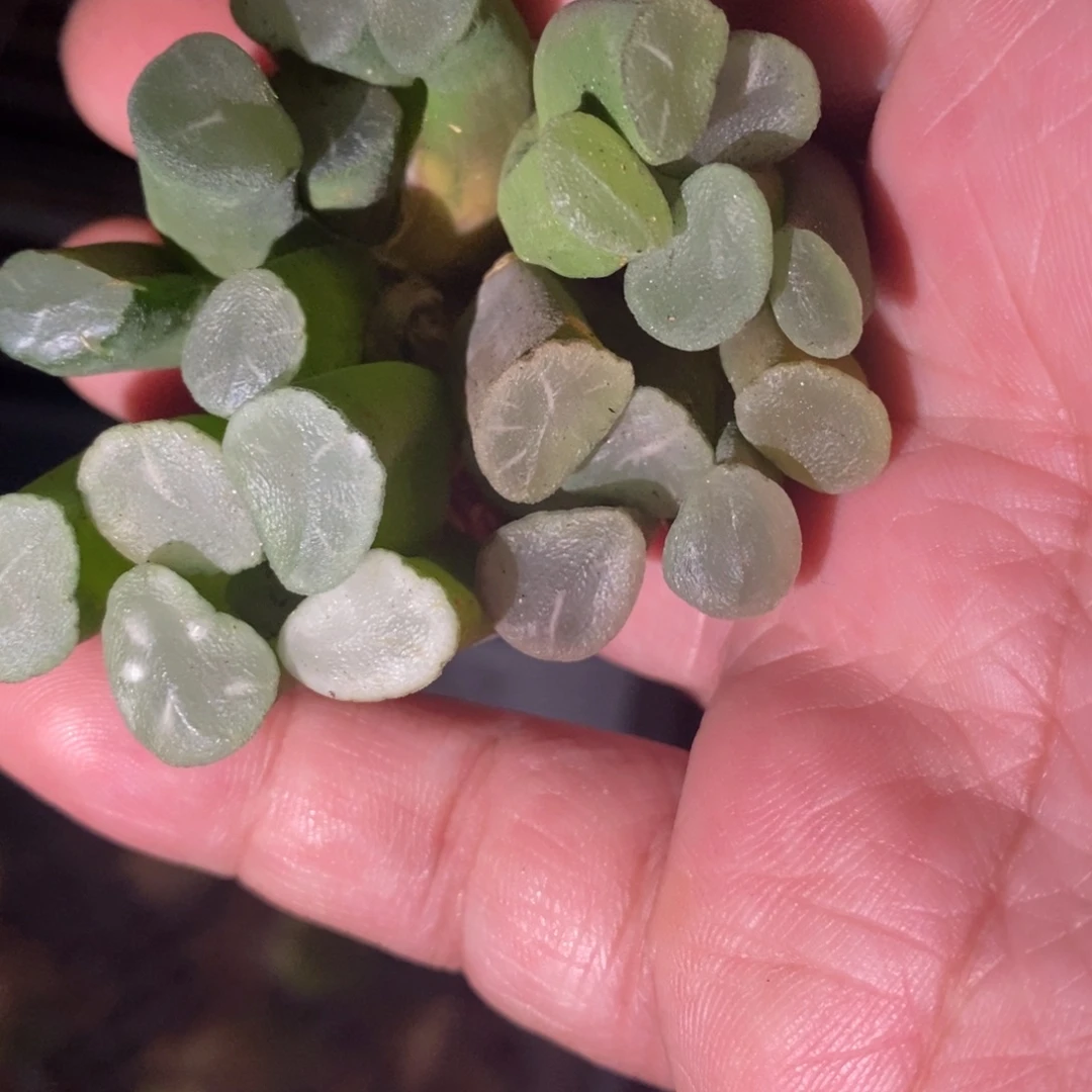 1518 一颗实生大糯窗万象 整点福利