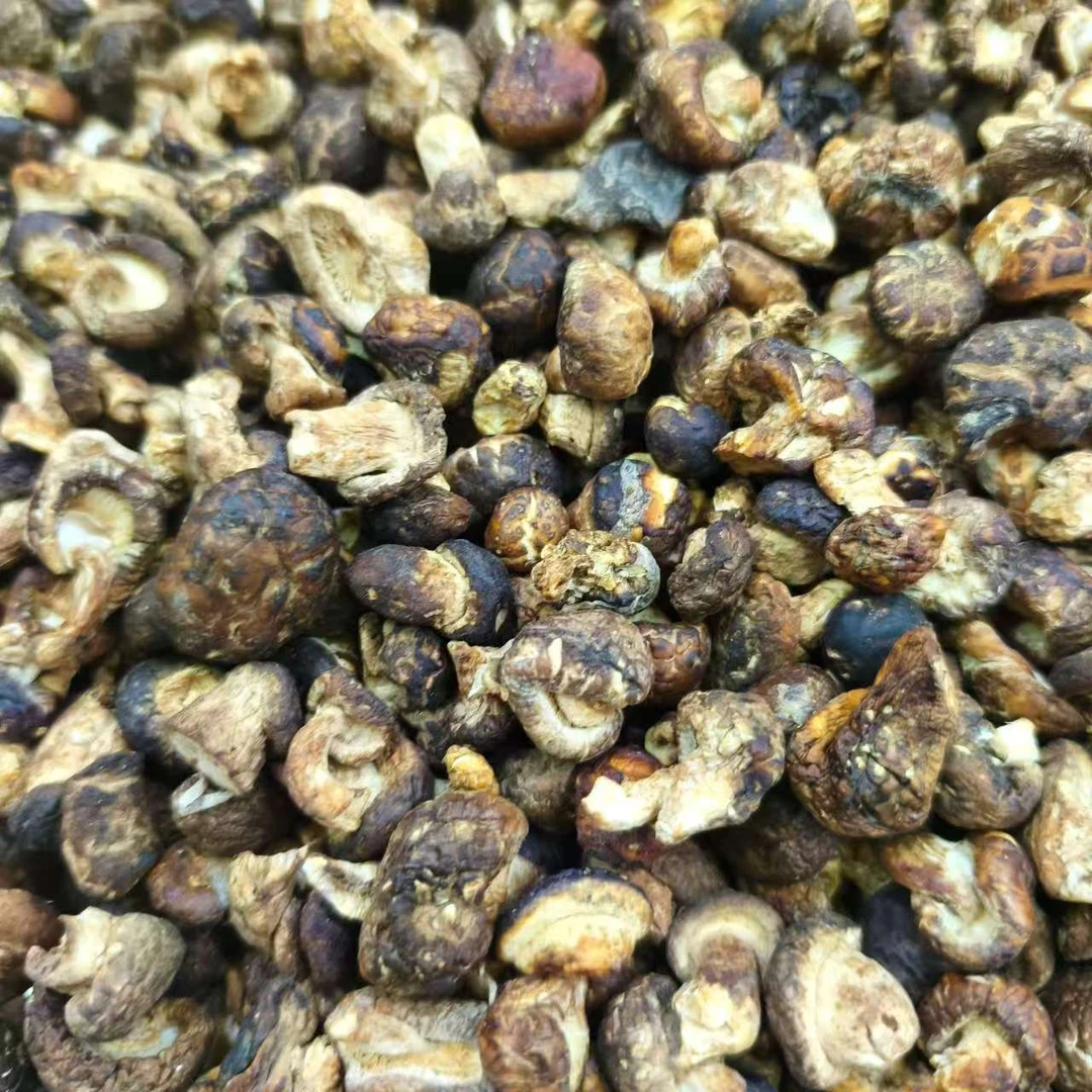 小香菇【杨八妹推荐】