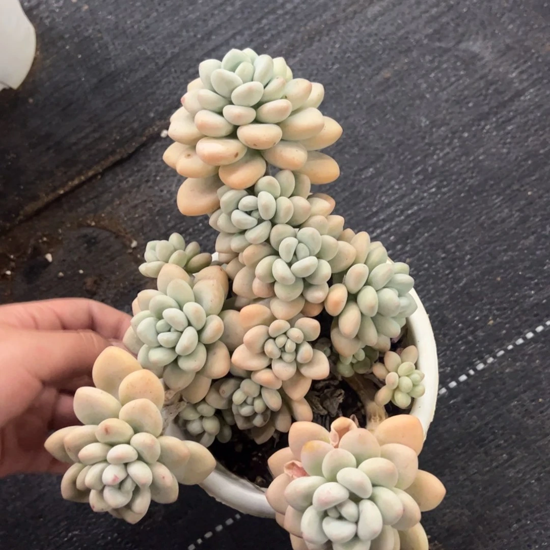 香水洛神160杯整桩