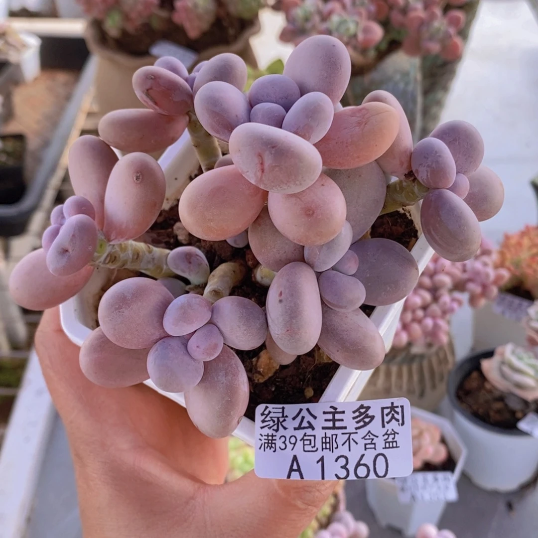 水光针奶酪10cm1360多肉植物