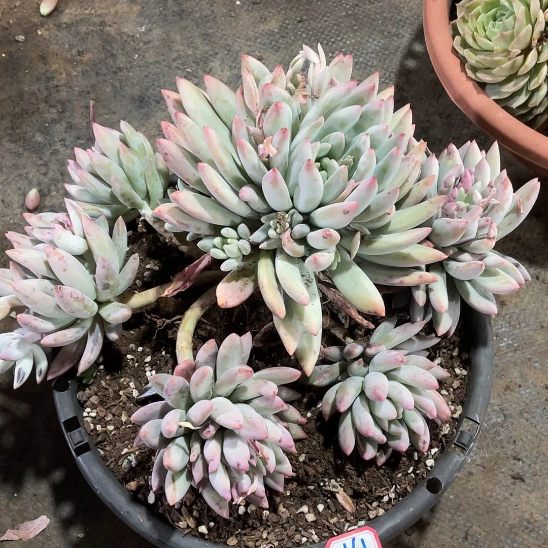 所罗门1161 晓晓一物一拍