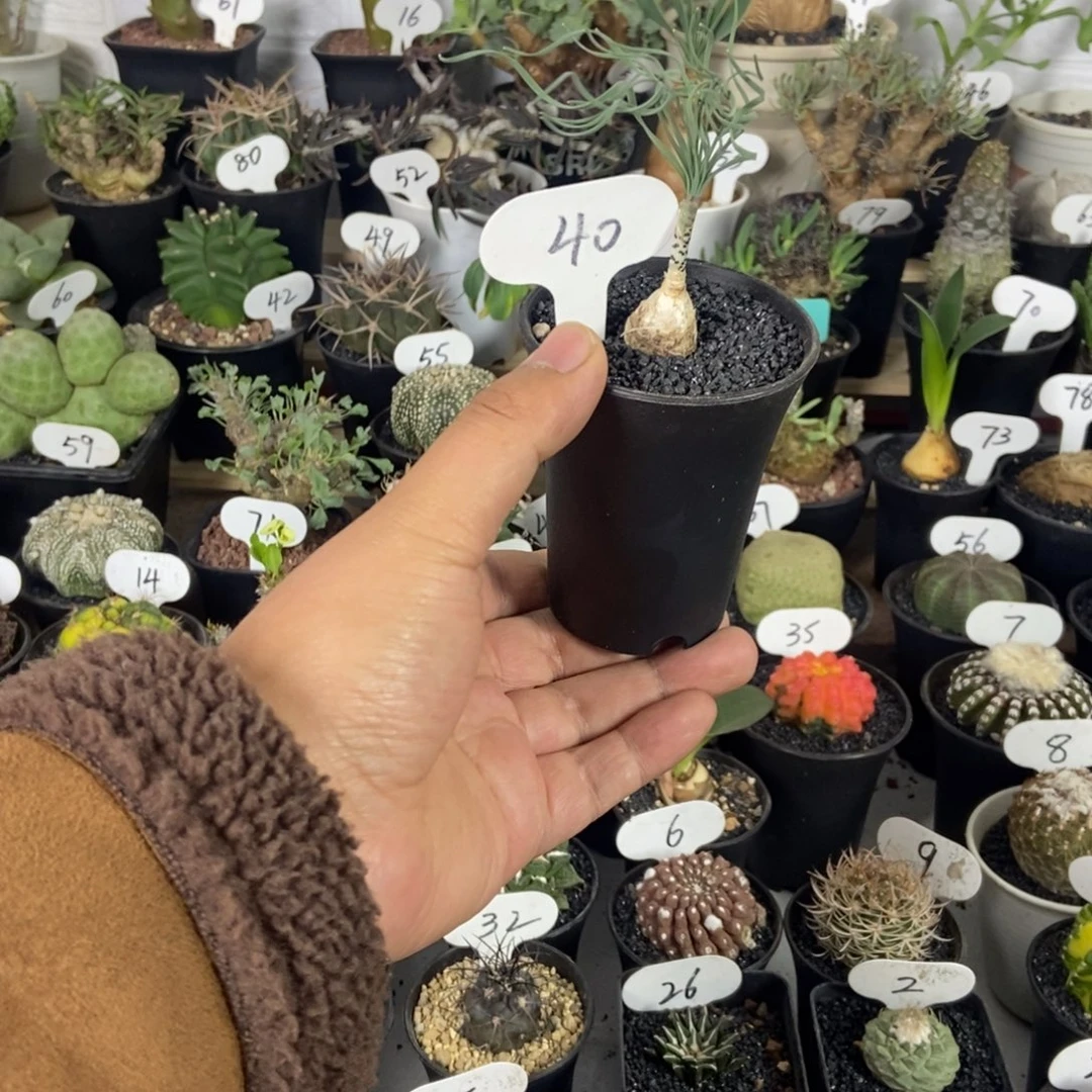 豹纹弹簧草一物一拍