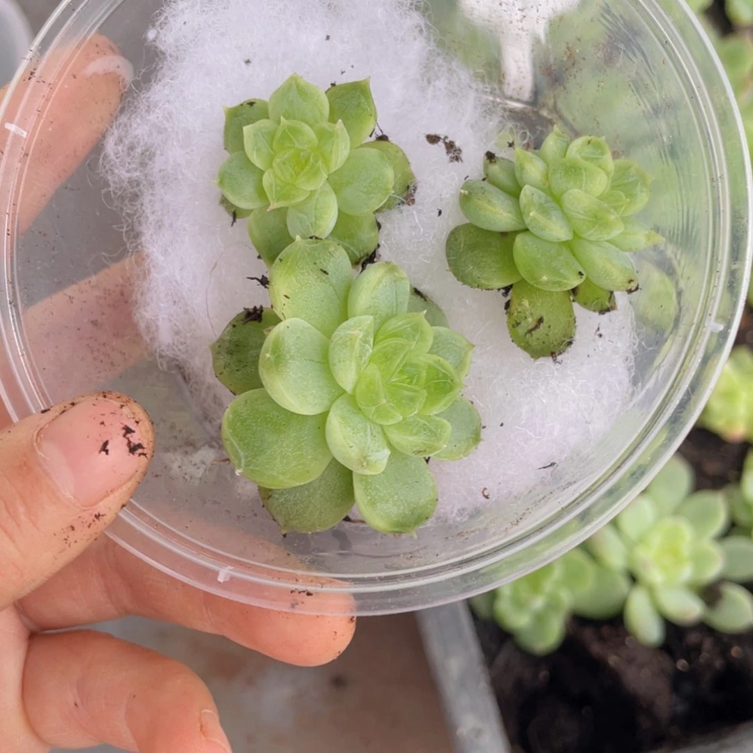 小*子云糖心多肉植物563