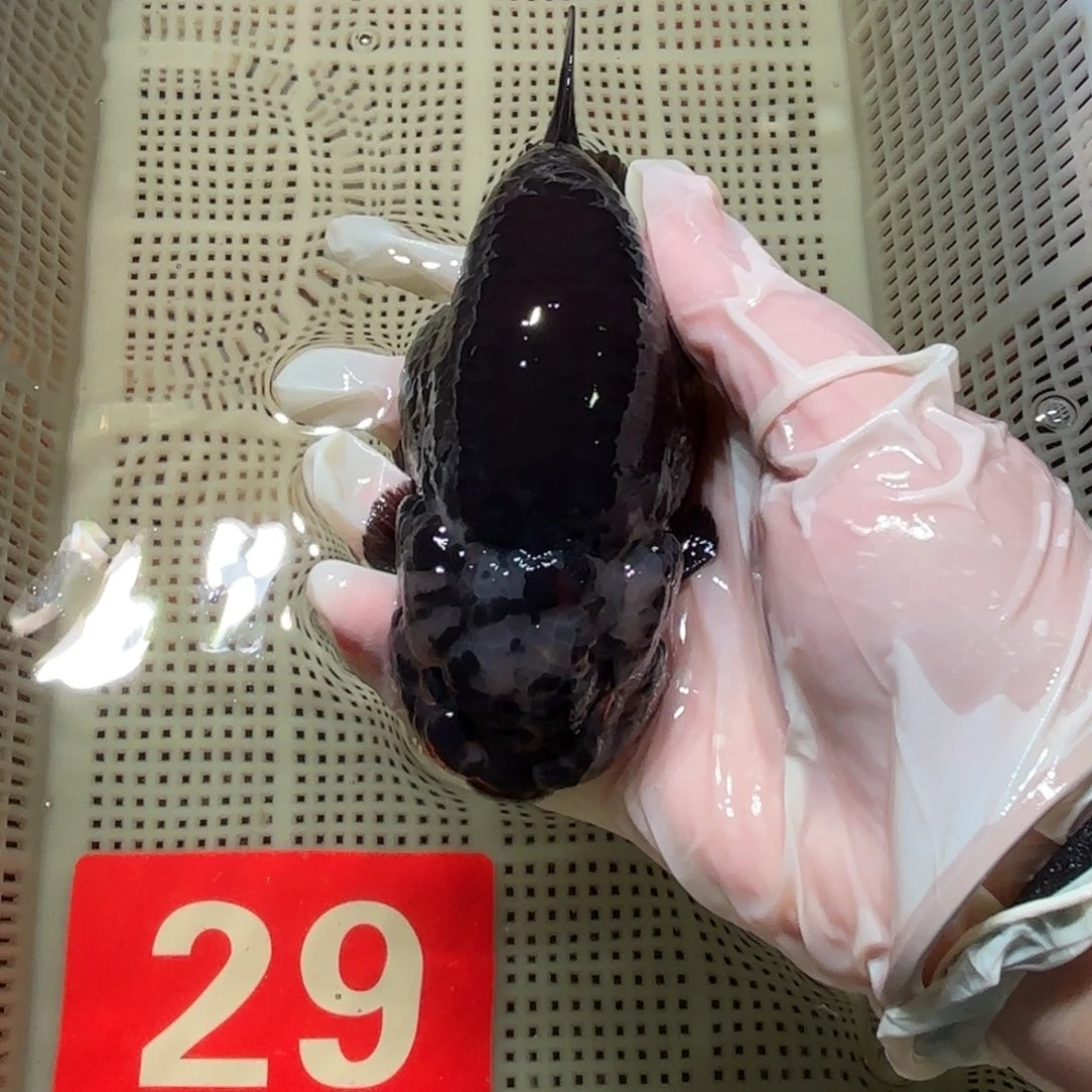 金鱼运费自理不包邮