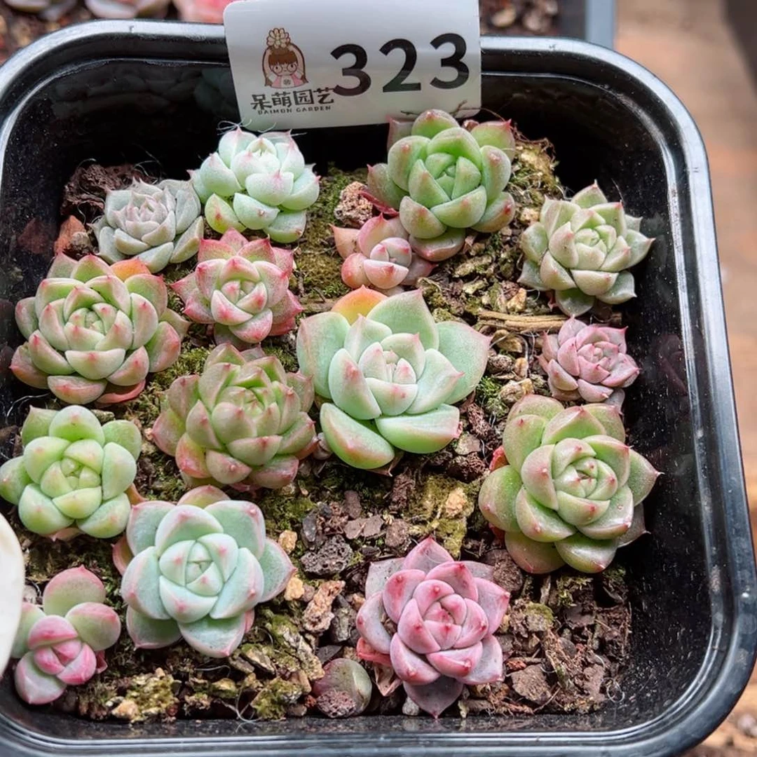 多肉植物多肉植物