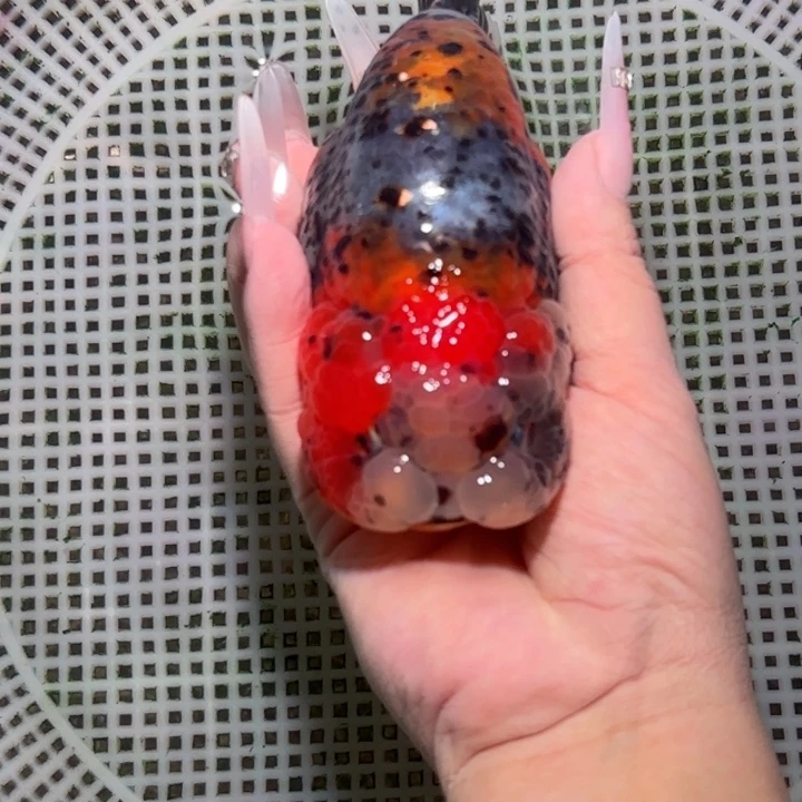 金鱼兰寿活体金鱼淡水观赏鱼