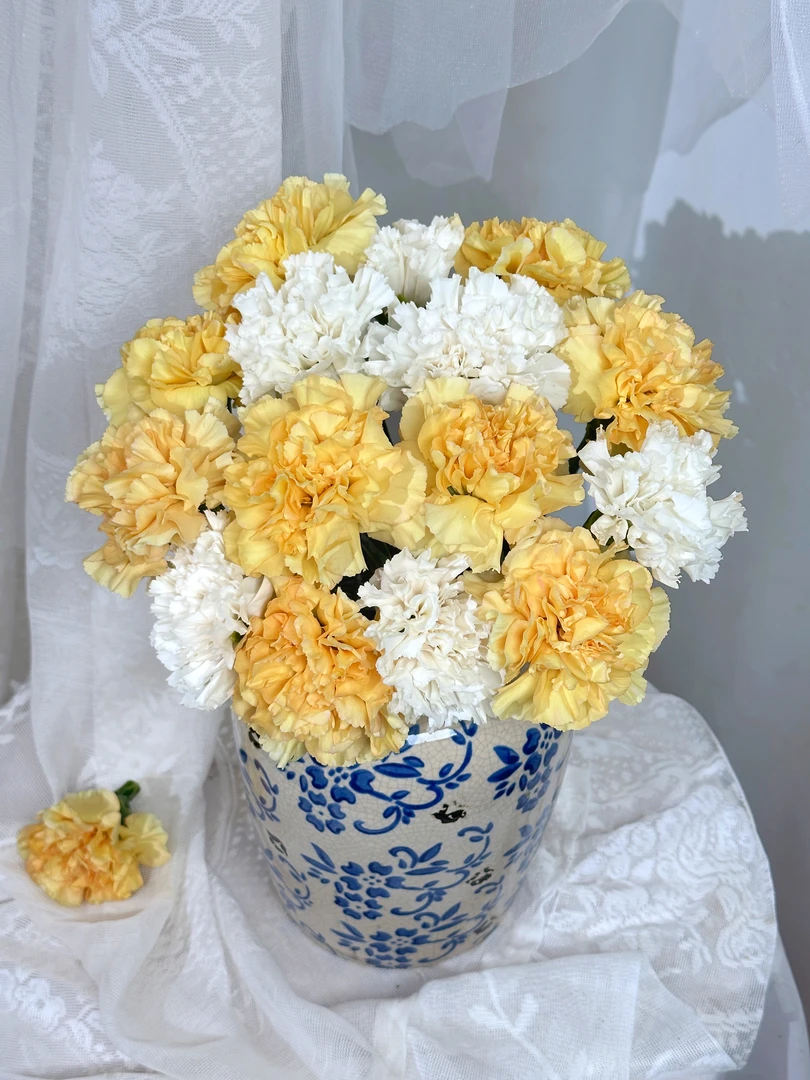 母亲节【一件包邮】粉水晶单头康乃馨20支+香槟单头康乃馨20支