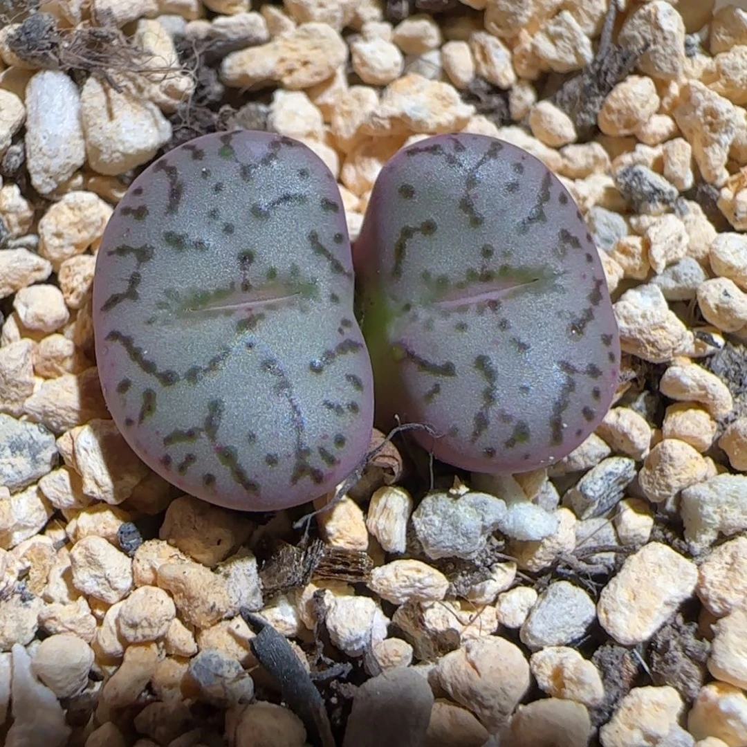 肉锥多肉植物组合-荷叶1191