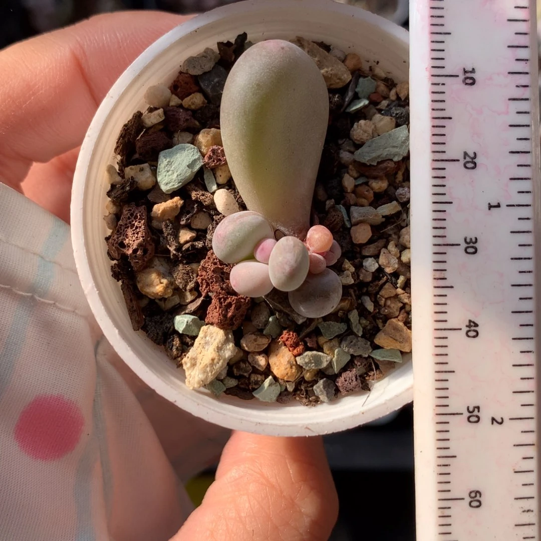 韩国彩虹奶酪多肉