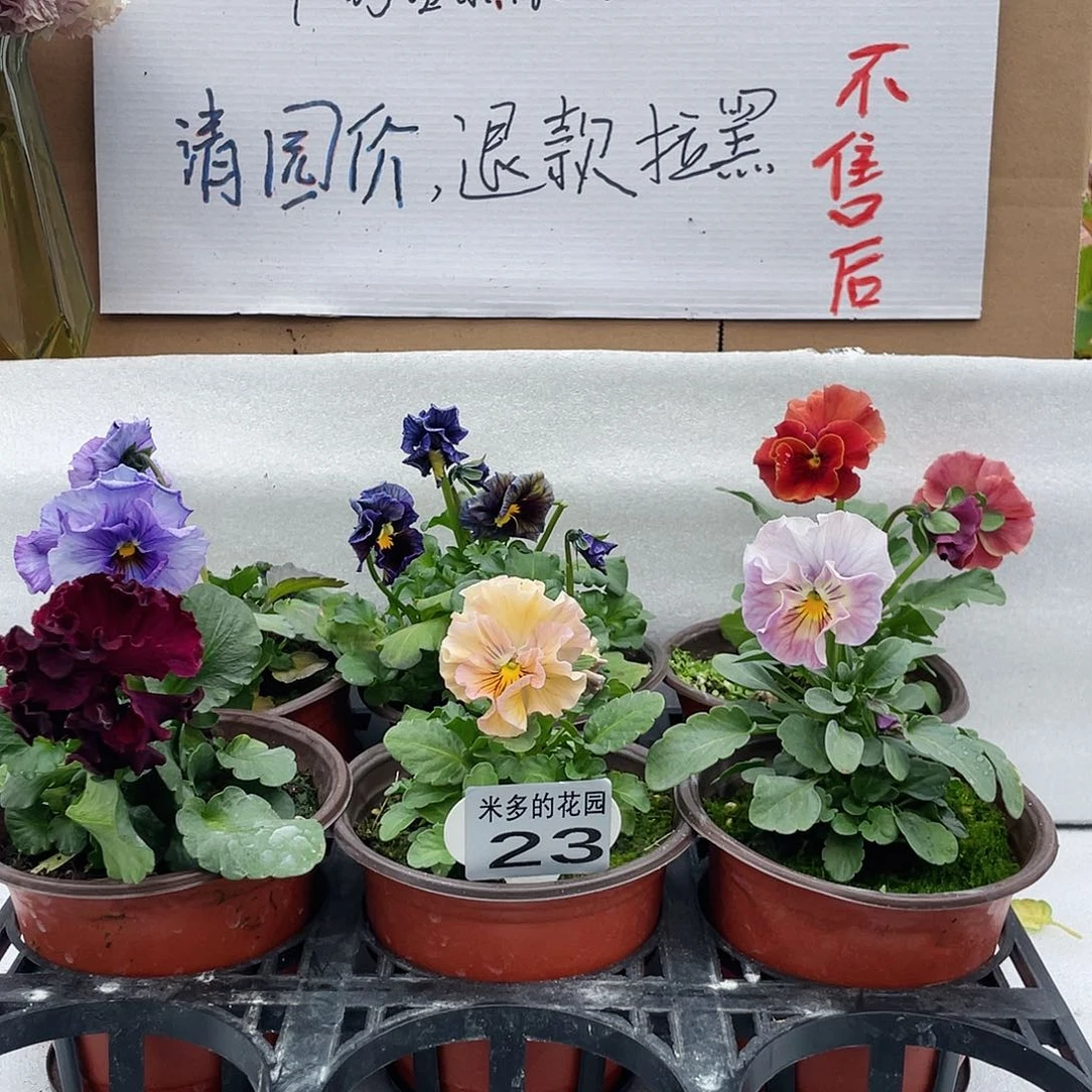 大部分花苞少量开放23