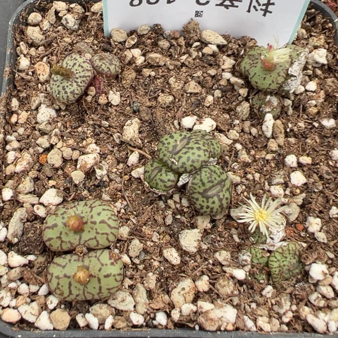 2-138安贞多肉植物，