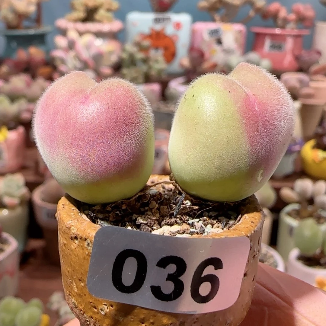 蟹钳毛翠滴盆口3cm