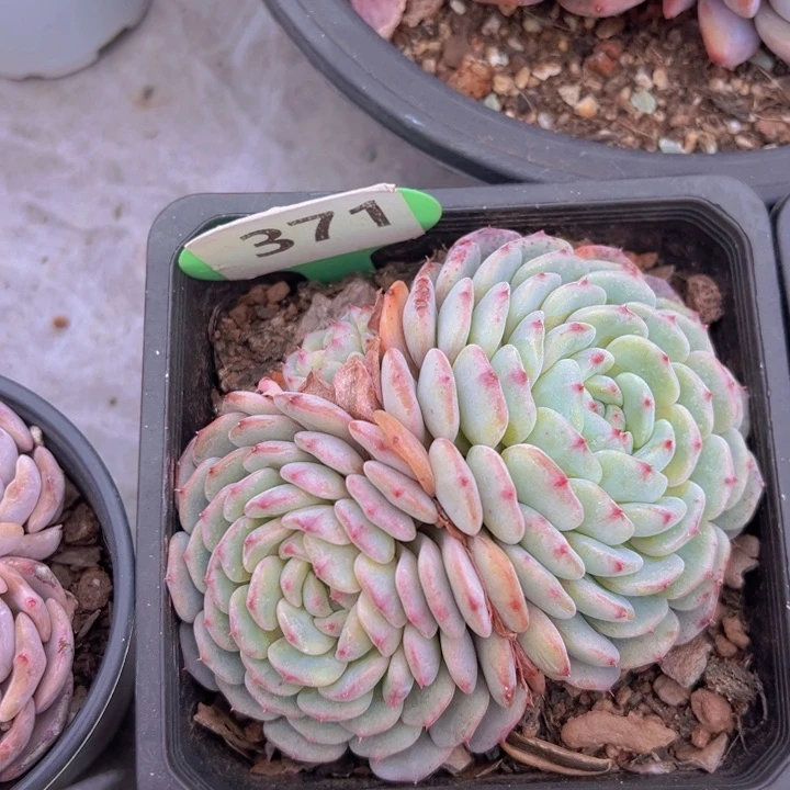 健健康康平平安安