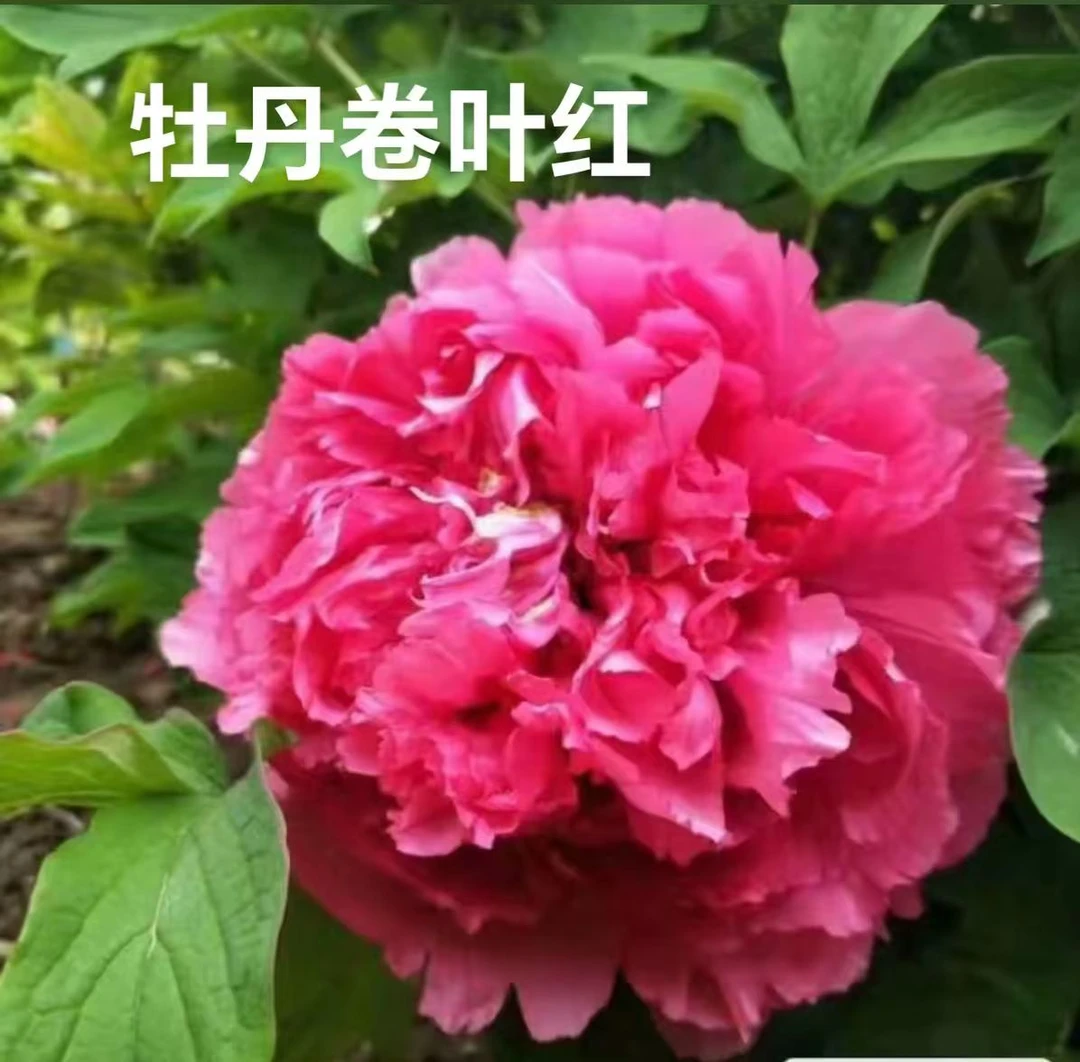 独杆牡丹卷叶红，先发肥料秋季发苗