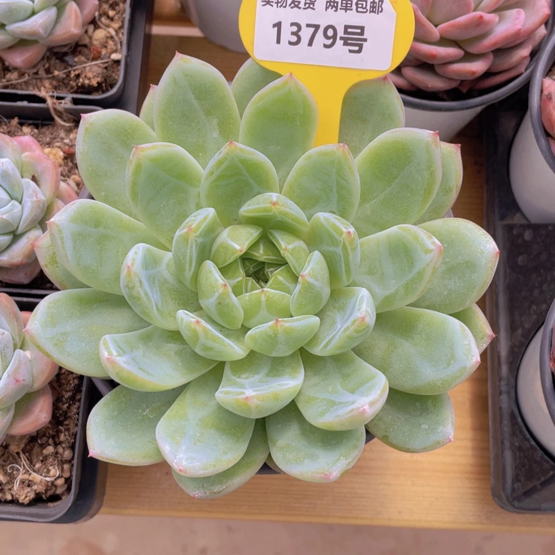 1379号 雪花珍妮大单头母本一颗