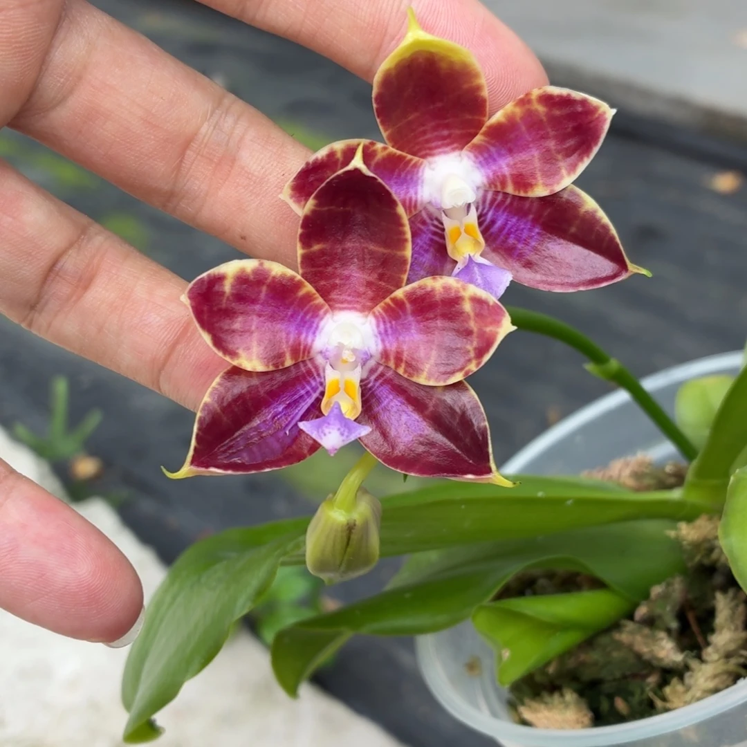 当前无花朵，栽培后可花朵A5556yss1233