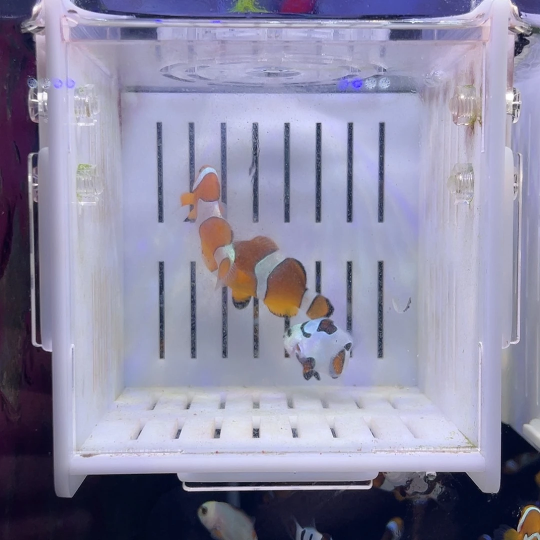 海水鱼3-4公分精品乱炖组合