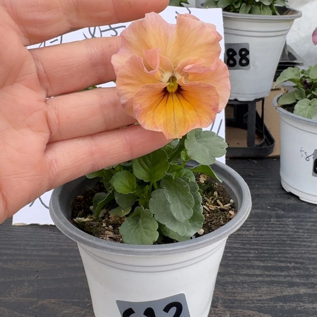 全部花朵612号曼波