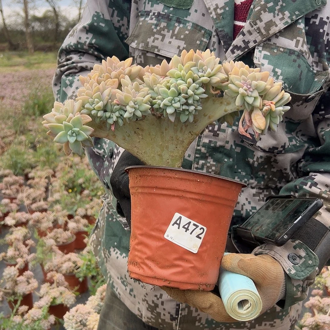 淡雪缀化472一物一拍