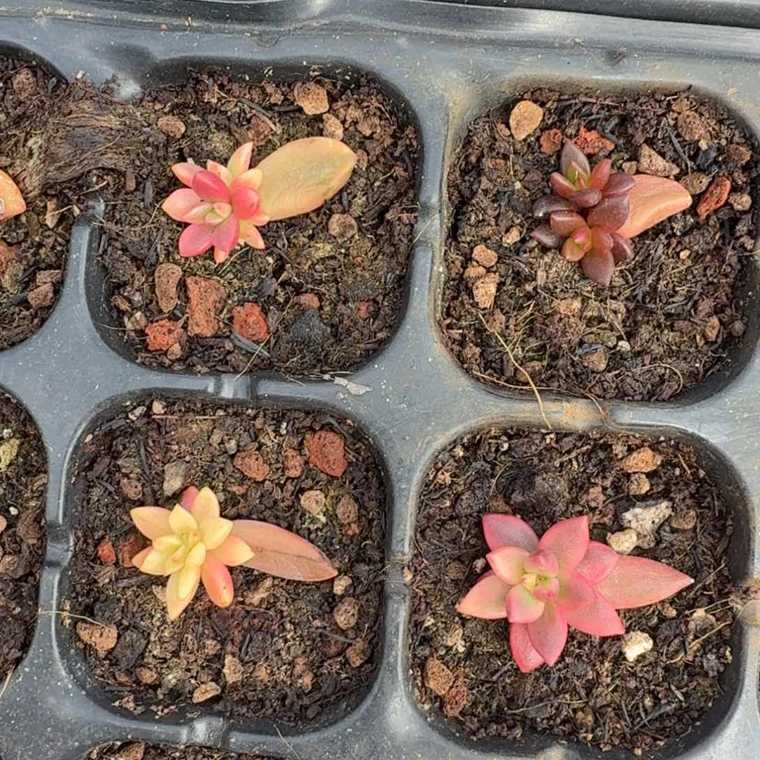 黑美人锦一组的推进