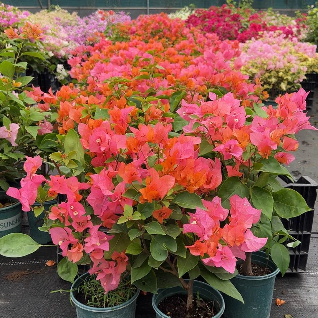 大部分花苞少量开放波妹掌中宝一颗