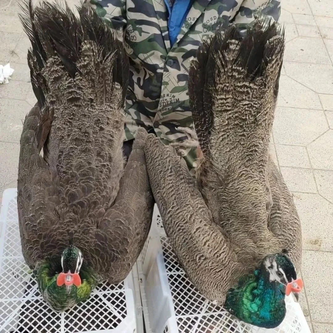 1年半蓝孔雀一对宠物鸡活