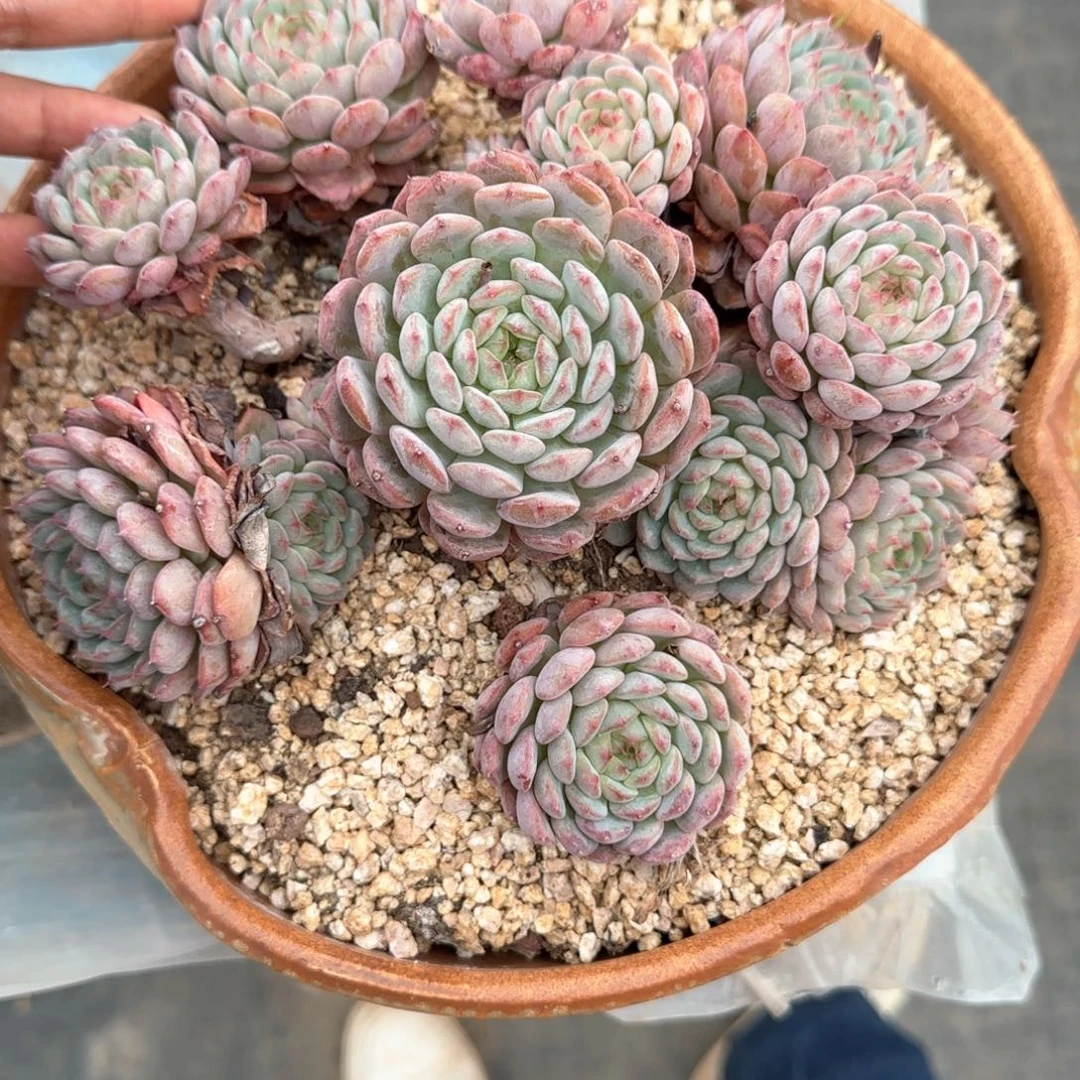 多肉植物多肉植物