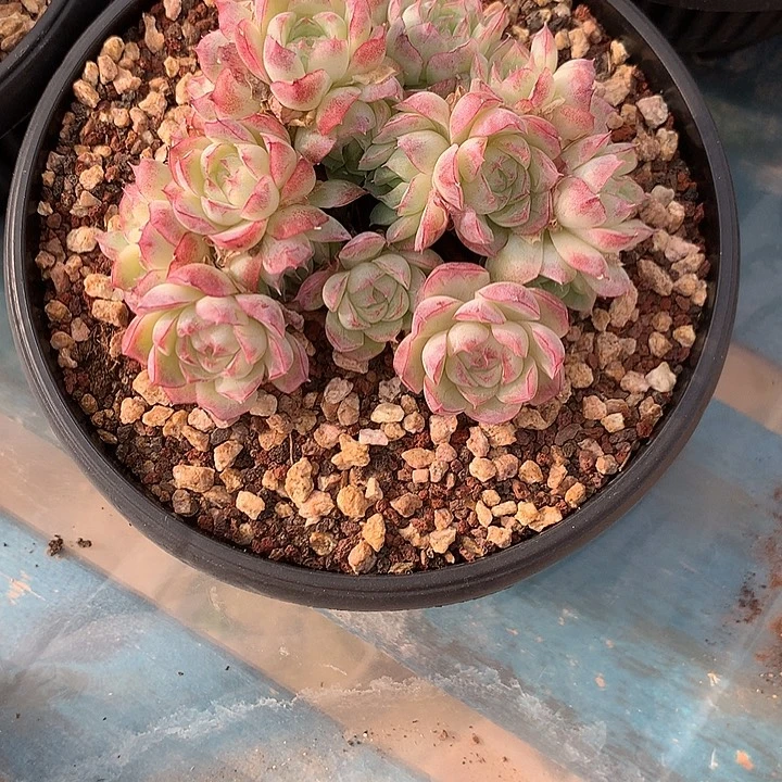 桃熏女王朵朵缀一体