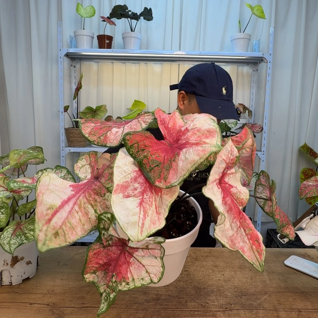 2***⁰无花朵彩叶芋  1600