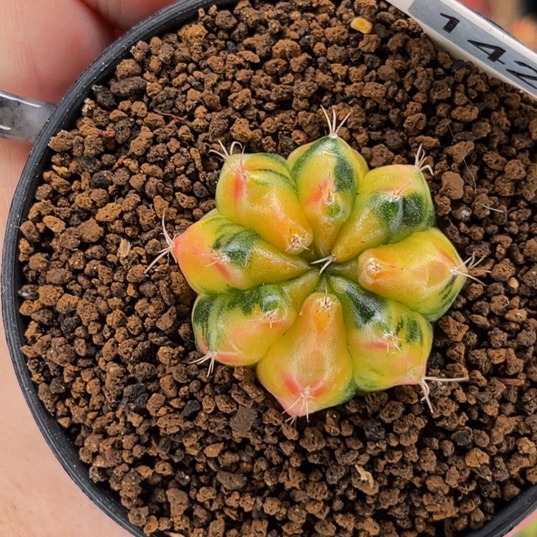 福利价 米哈仙人球